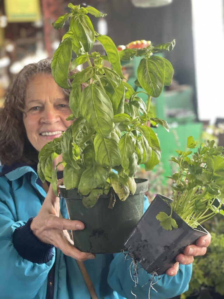 About Vegan Storyteller - Jeanette McDermott holds a pot of fresh basil at a farmers market in St. Louis