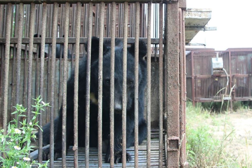 Bear in a cage on a bear bile farm in South Korea