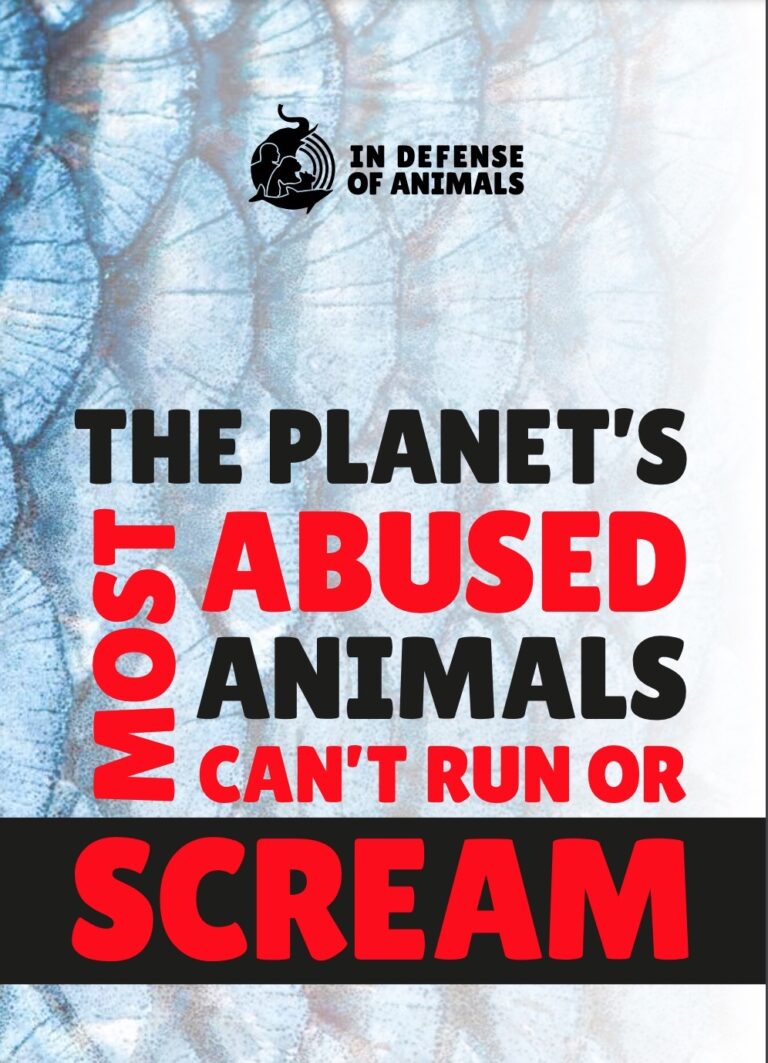 eBook about the planet's most abused animals: fish