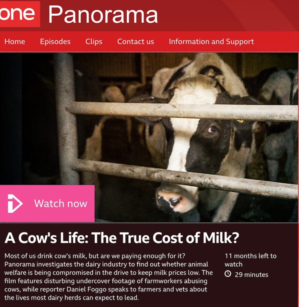 BBC Panorama on cows TV promo graphic