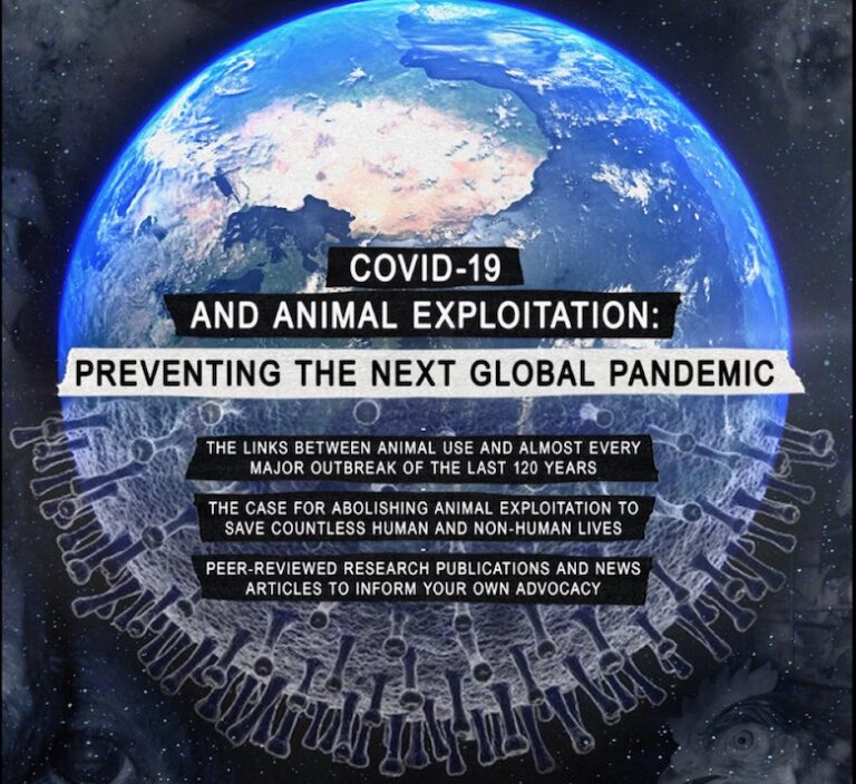 Report on Pandemics and animal exploitation