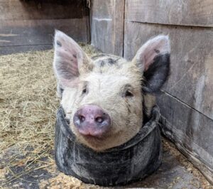 rescued pig in barn