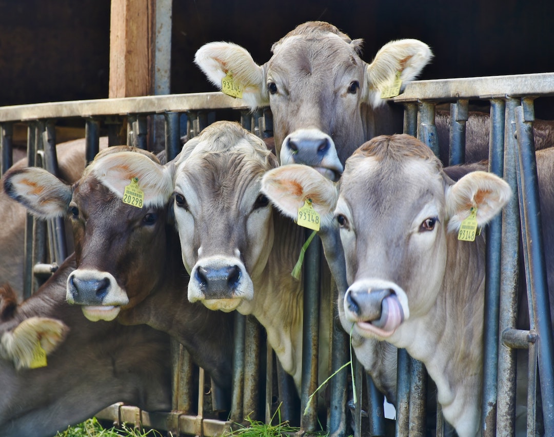 cows in pen transition to plant-based farming