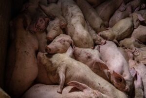 dead pigs after being gassed