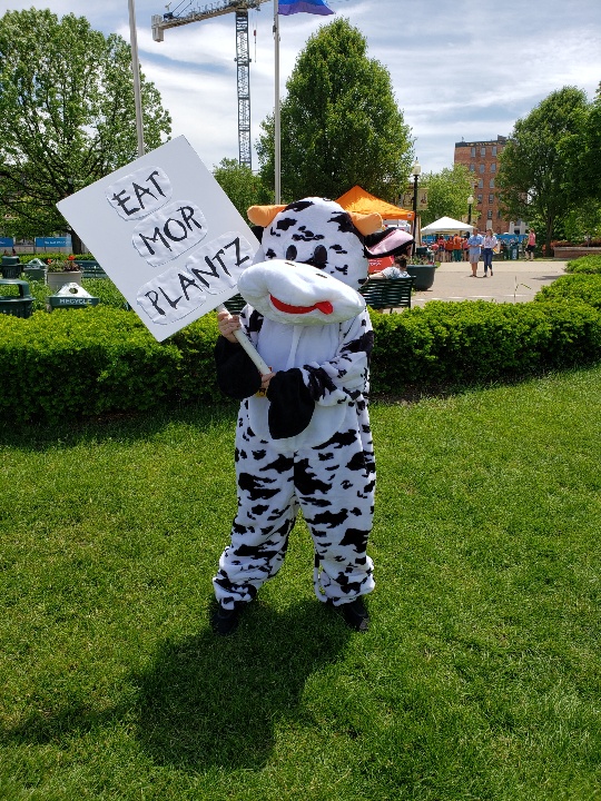 Vegan Activist Hillary Rettig dressed in a cow costume at a street action