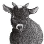 Illustration of Nigerian dwarf goat Frankie