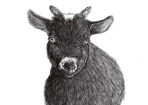 Illustration of Nigerian dwarf goat Frankie