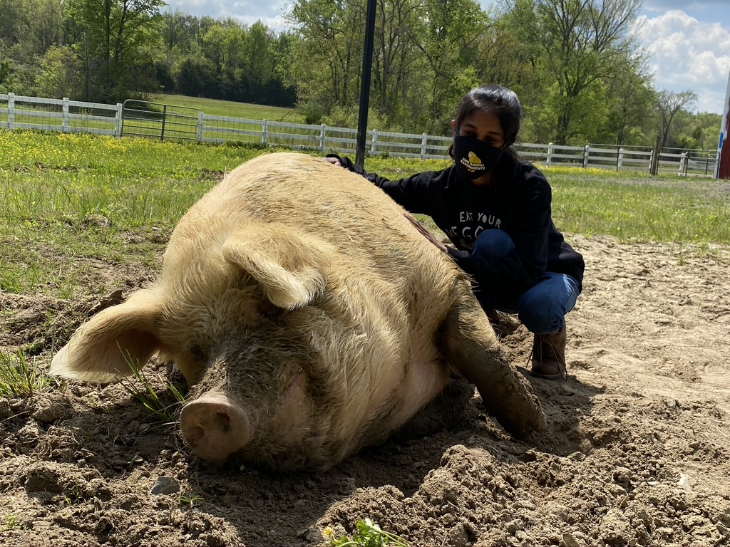 Shriya with a rescued pig at The Gentle Barn