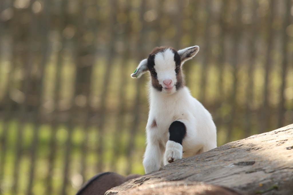 Breeding Nigerian dwarf goats for their babies, like this tiny kid, is profitable but wrong